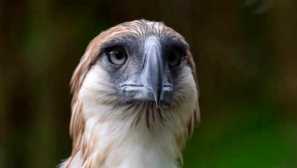 Tko posebno jede majmun orao